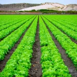 El error común al analizar tus cultivos que te hace perder dinero: así se hace un muestreo de plantas